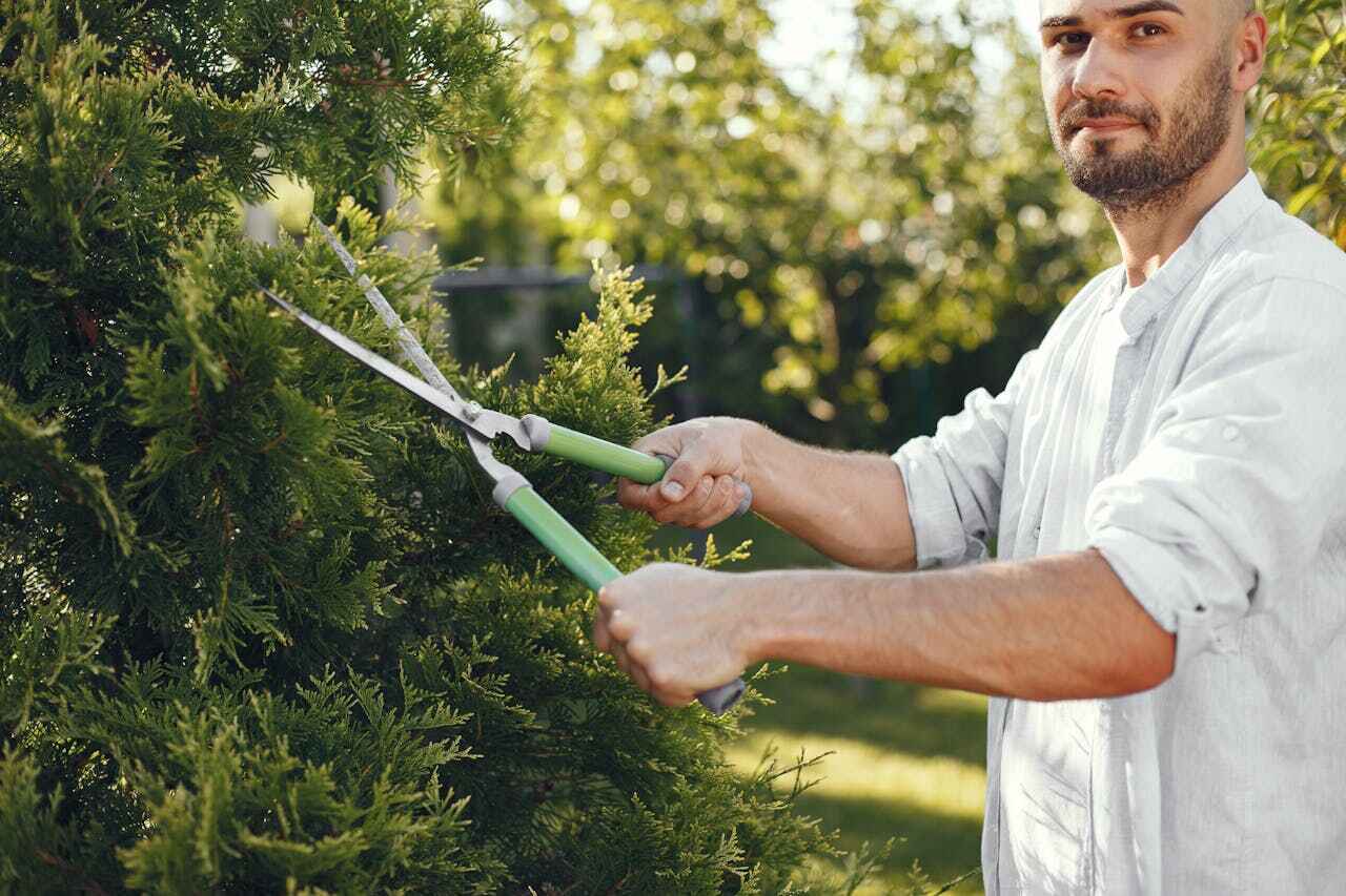 Best Tree Root Removal  in Philadelphia, PA